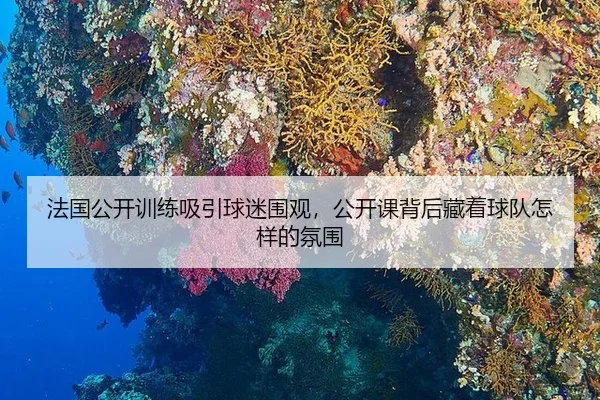 法国公开训练吸引球迷围观，公开课背后藏着球队怎样的氛围